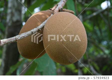 アマゾン産のクプアス 57934923