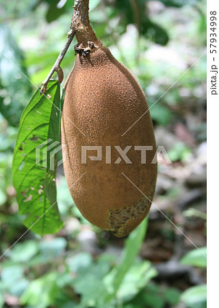 アマゾン産のクプアス 57934998