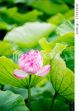 蓮の花 ロータスの花 ハスの花 観光地 ピンク グリーン 仏教 蜂巣の写真素材