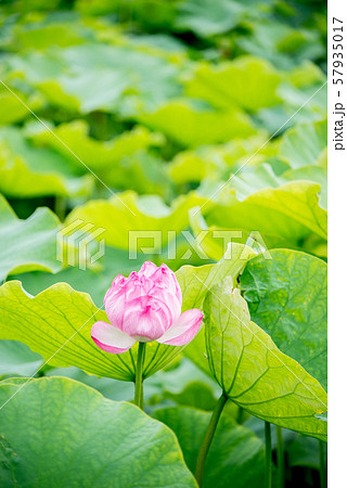 蓮の花 ロータスの花 ハスの花 観光地 ピンク グリーン 仏教 蜂巣の写真素材
