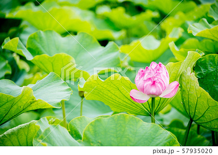 蓮の花 ロータスの花 ハスの花 観光地 ピンク グリーン 仏教 蜂巣の写真素材