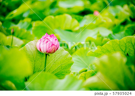蓮の花　ロータスの花　ハスの花　観光地　ピンク　グリーン　仏教　蜂巣 57935024