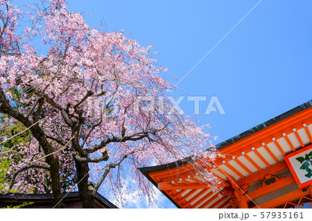 高尾山・薬王院仁王門前の枝垂桜 57935161