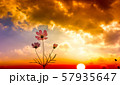 コスモス 57935647