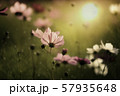 コスモス 57935648