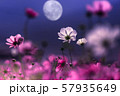 コスモス 57935649