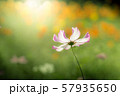 コスモス 57935650