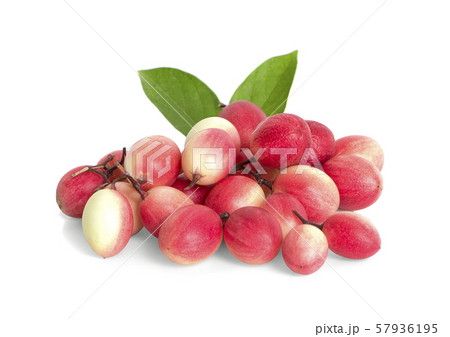 bengal currant carissa carandas red berry natural bengal currant carissa carandas red berry natural 57936195