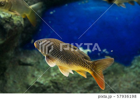 The Common Carp ( Cyprinus Carpio ) The Common Carp ( Cyprinus Carpio ) 57936198