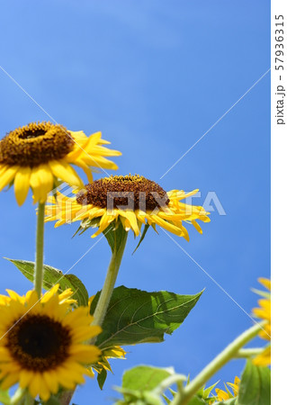青空、太陽の光を浴びて、満開のヒマワリ、黄色い花、夏、明るい、元気。花イメージ素材。 57936315