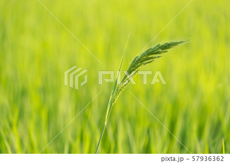 Rice is growth in the rice paddies Rice is growth in the rice paddies 57936362