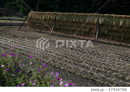 風景自然生活写真　岩手県一戸町　秋　刈り入れ　刈り干し　　長木干しと花　刈り入れ後 57936706