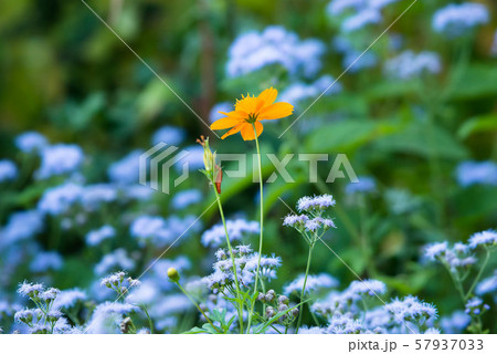 秋の花壇 秋の花壇 57937033