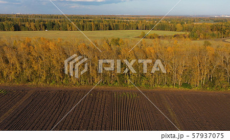 The drone is flying over the forest belt. Autumn. Yellow trees. Black field.View from above.FHD The drone is flying over the forest belt. Autumn. Yellow trees. Black field.View from above.FHD 57937075