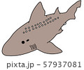 ホシザメ 57937081