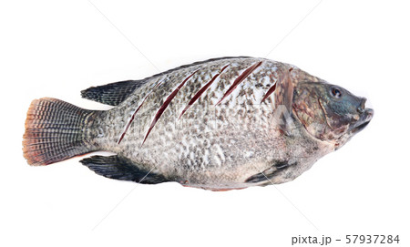 Raw Tilapia for cooking 57937284
