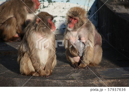 なかよし？_函館 57937636