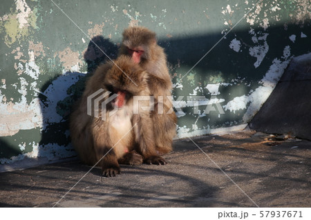 ノミ取り_函館 ノミ取り_函館 57937671