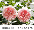 ピンクのイングリッシュローズ 57938170