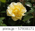 レモンイエローゴールデンウイング 57938171