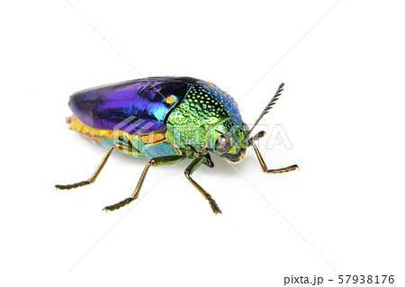 Image of green-legged metallic beetle (Sternocera 57938176