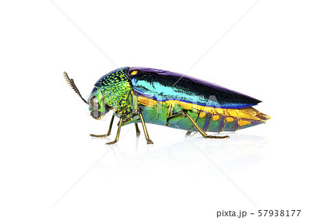 Image of green-legged metallic beetle (Sternocera Image of green-legged metallic beetle (Sternocera 57938177