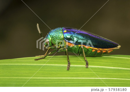 Image of green-legged metallic beetle (Sternocera 57938180