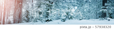 Beautiful tree in winter landscape in late evening Beautiful tree in winter landscape in late evening 57938320