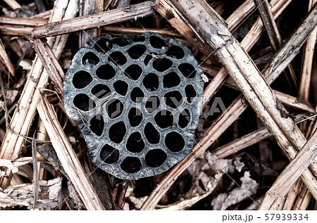 枯れた蓮の花 57939334