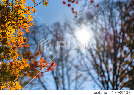 カラフルな紅葉　美しい秋の風景写真 57939488