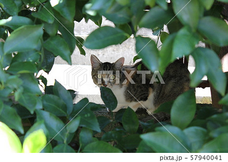 木陰の猫 木陰の猫