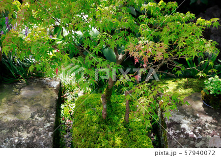 天赦園 天赦園 57940072