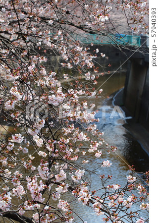 桜並木 57940393