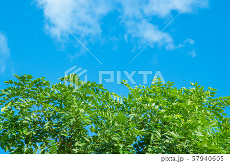 Trees and bright sky for background. Trees and bright sky for background. 57940605