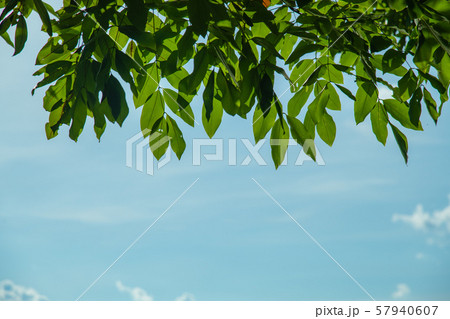 Trees and bright sky for background. Trees and bright sky for background. 57940607