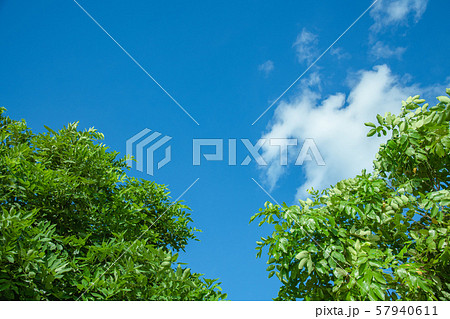 Trees and bright sky for background. Trees and bright sky for background. 57940611