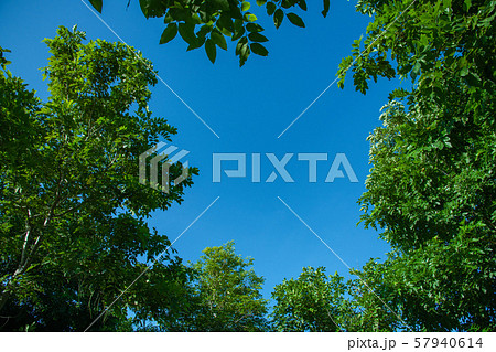 Trees and bright sky for background. Trees and bright sky for background. 57940614