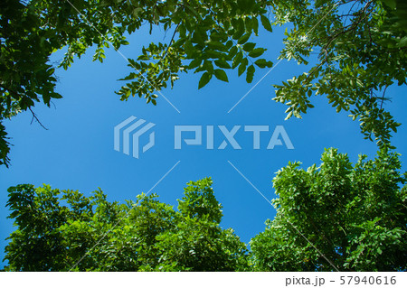 Trees and bright sky for background. 57940616