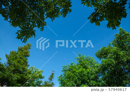 Trees and bright sky for background. Trees and bright sky for background. 57940617