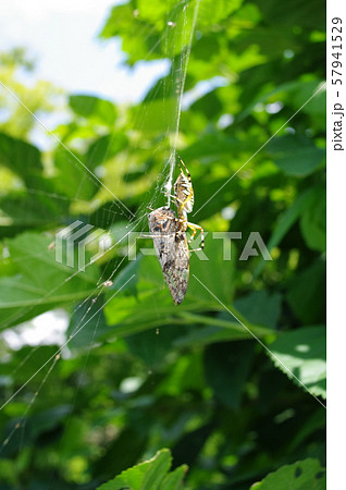 クモに捕まったニイニイゼミ 57941529
