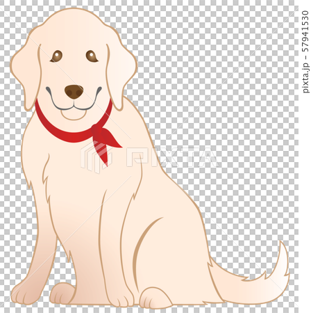 ゴールデンレトリバー　白背景 57941530