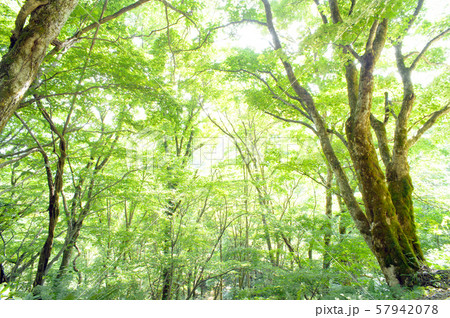 山形の森 57942078