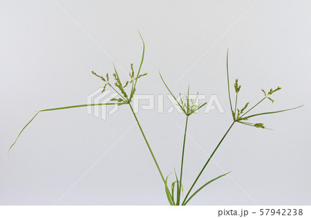 カヤツリグサ 57942238