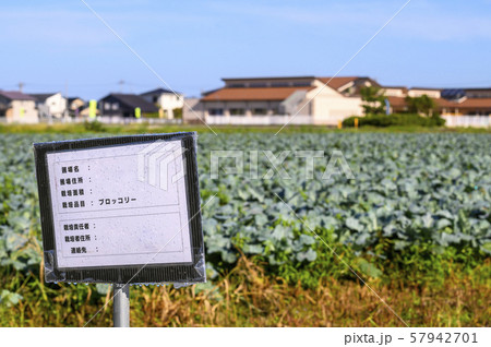 ブロッコリー畑（加賀平野） 57942701