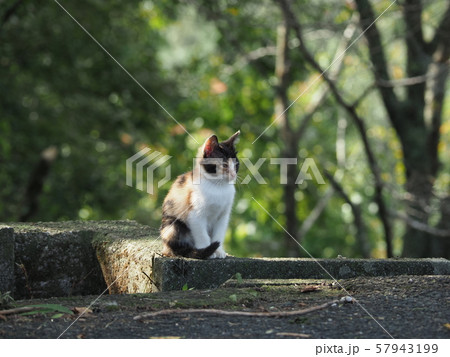 野良猫・子猫・三毛猫 野良猫・子猫・三毛猫 57943199