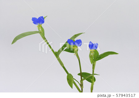 ツユクサ 57943517