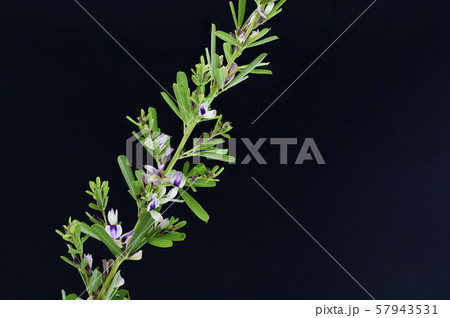 メドハギ 57943531