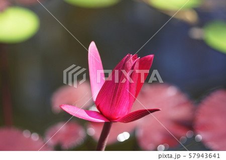 スイレン Water Lily スイレン Water Lily 57943641