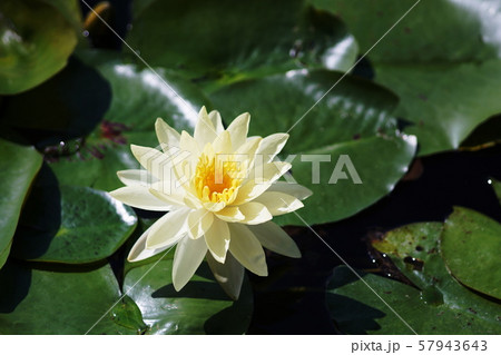 スイレン Water Lily スイレン Water Lily 57943643