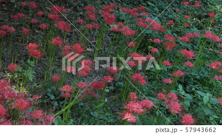 コトムルト 森 57943662